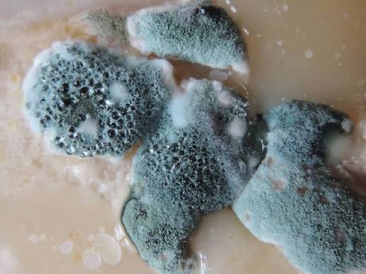 An image of some blue and fluffy and or fuzzy looking mode. Sorce: Wikimedia Commons