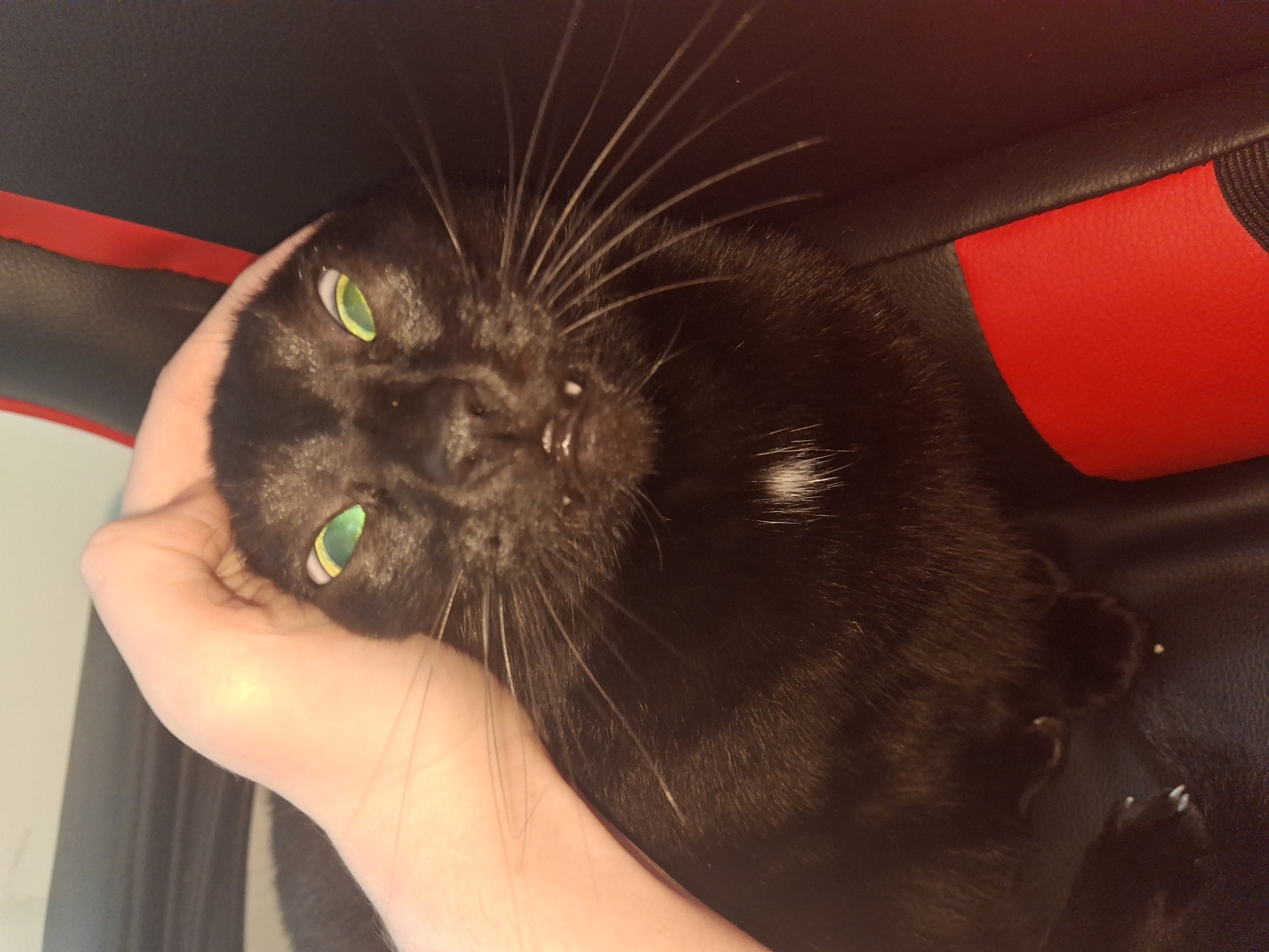 A photo I took of my cat being silly. I don't know how to explain it, sorry